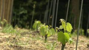 Constitution d'une coopérative viticole à Liège