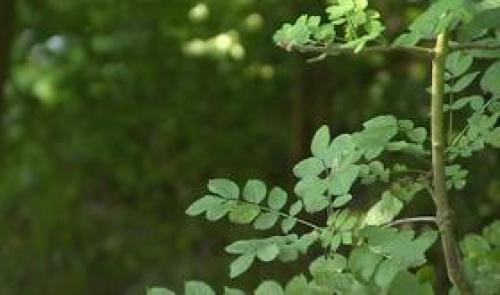Huy : gestion durable des espaces verts