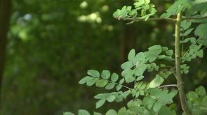 Huy : gestion durable des espaces verts