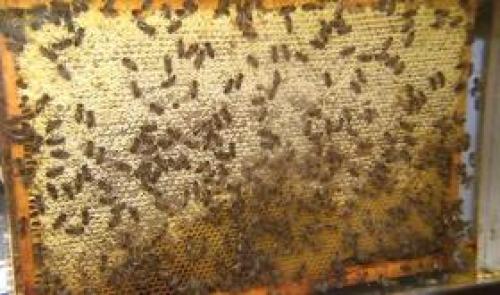 Les communes s'engagent pour sauver les abeilles