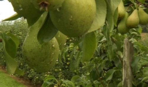 Les pommes et les poires sont en avance