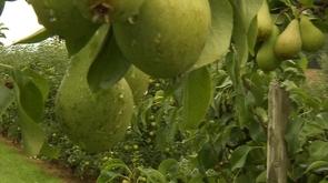 Les pommes et les poires sont en avance