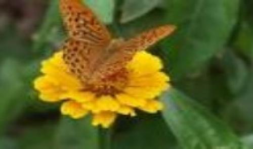 Opération Devine qui papillonne au jardin 