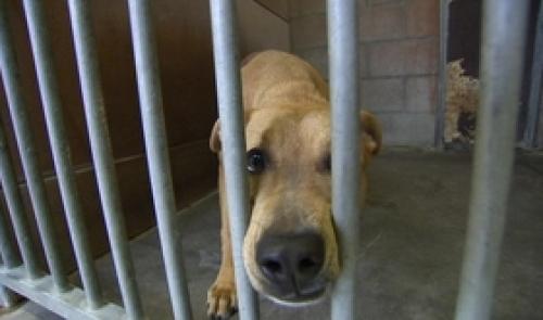 Plus de 500 abandons d'animaux en juillet !