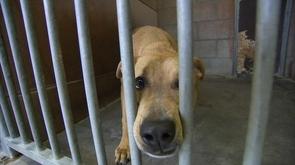 Plus de 500 abandons d'animaux en juillet !