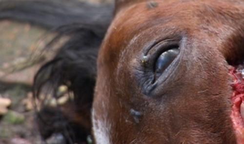 Un poney égorgé à Herstal