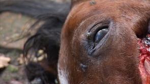 Un poney égorgé à Herstal