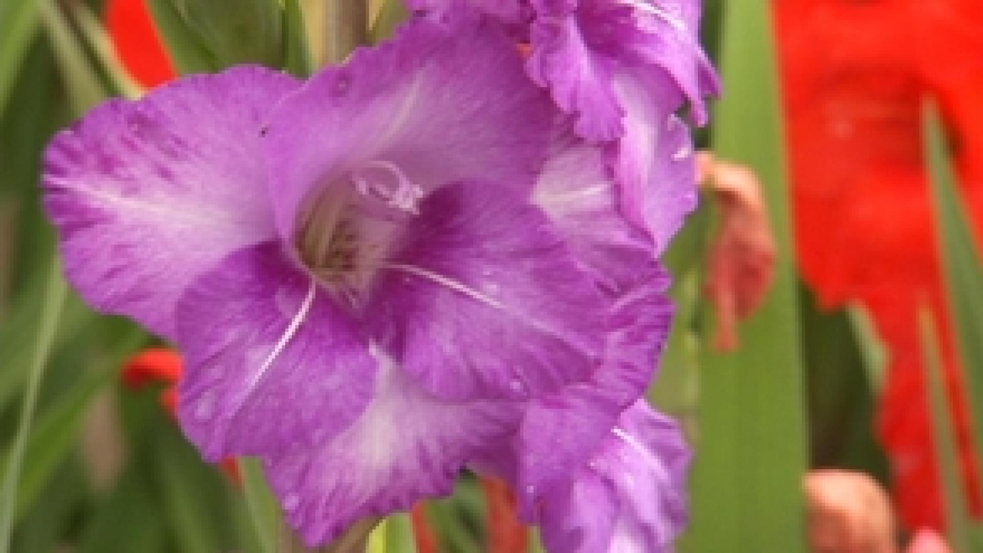 Couper son bouquet soi-même