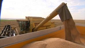 La moisson 2011 est interminable