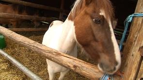 L'association  Chevaux du marais  s'occupe des chevaux maltraités