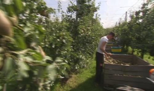 La cueillette des poires a commencé