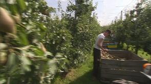 La cueillette des poires a commencé