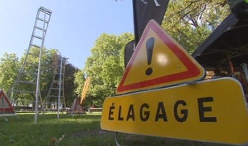 Championnat de Belgique des arboristes-grimpeur