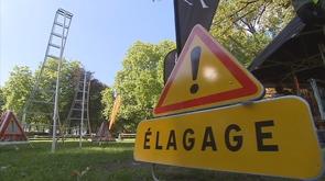Championnat de Belgique des arboristes-grimpeur