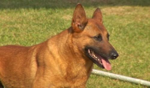 Championnat de chiens d'attaque et de défense