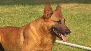 Championnat de chiens d'attaque et de défense