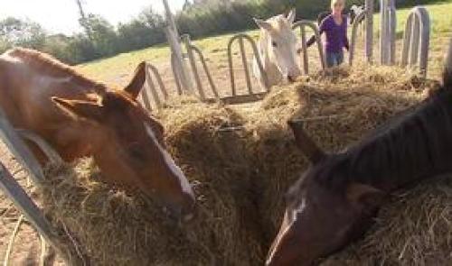 Agressions de chevaux à Hannut