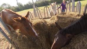 Agressions de chevaux à Hannut