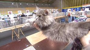 Salon animal mon ami