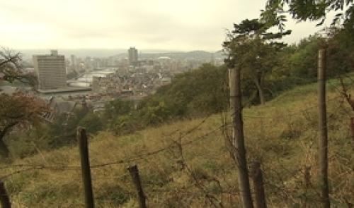 Des vignes sur les coteaux de la Citadelle ?