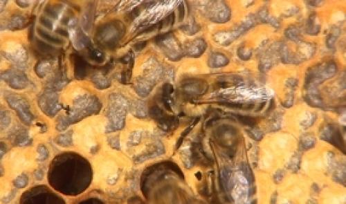 Ecole d'apiculture de Berloz