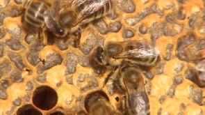 Ecole d'apiculture de Berloz