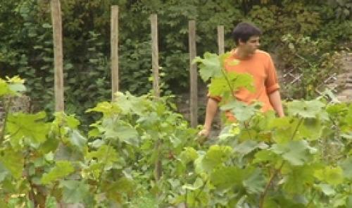 Vin de Liège  va planter ses premières vignes
