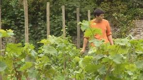  Vin de Liège  va planter ses premières vignes