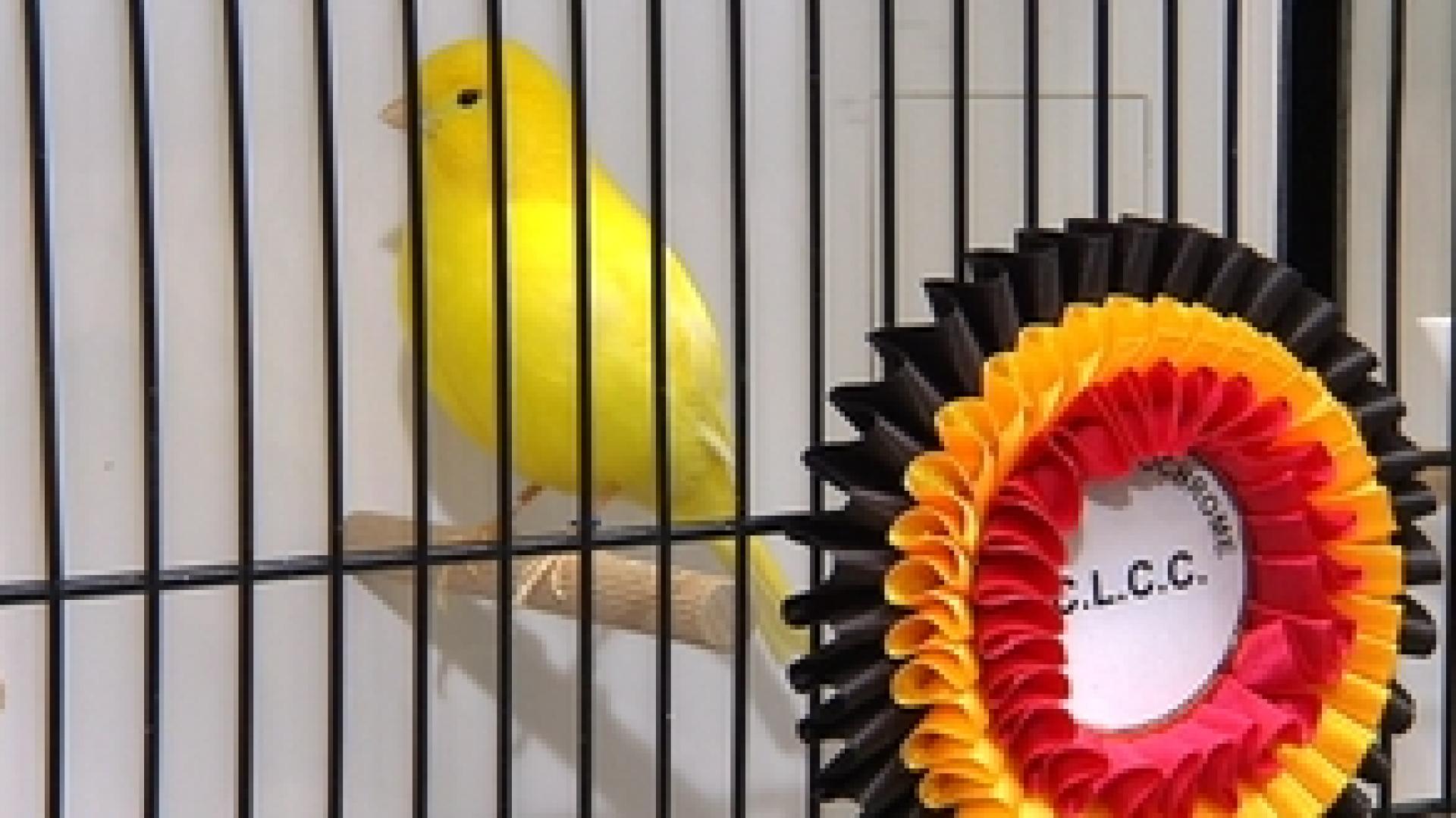 3000 canaris exposés à Waremme