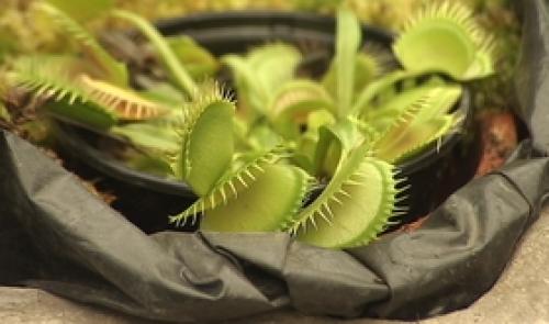 Plantes carnivores au jardin botanique