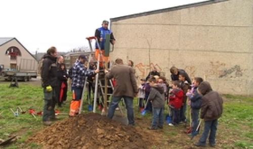 Plantation de 500 poiriers dans le plateau de Herve