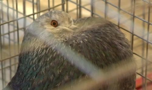 Des pigeons de beauté exposés à Sclessin