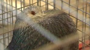 Des pigeons de beauté exposés à Sclessin