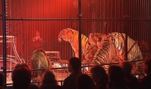 Animaux du cirque : nouvelles règles