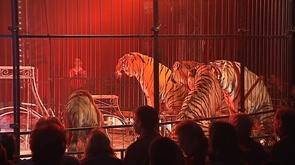 Animaux du cirque : nouvelles règles