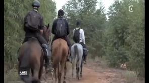 Cheval de l'espoir
