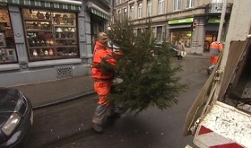 Après Noël, récolte des sapins