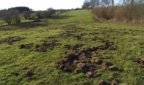 Les sangliers font de gros dégâts