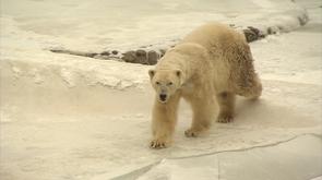 Froid au monde sauvage