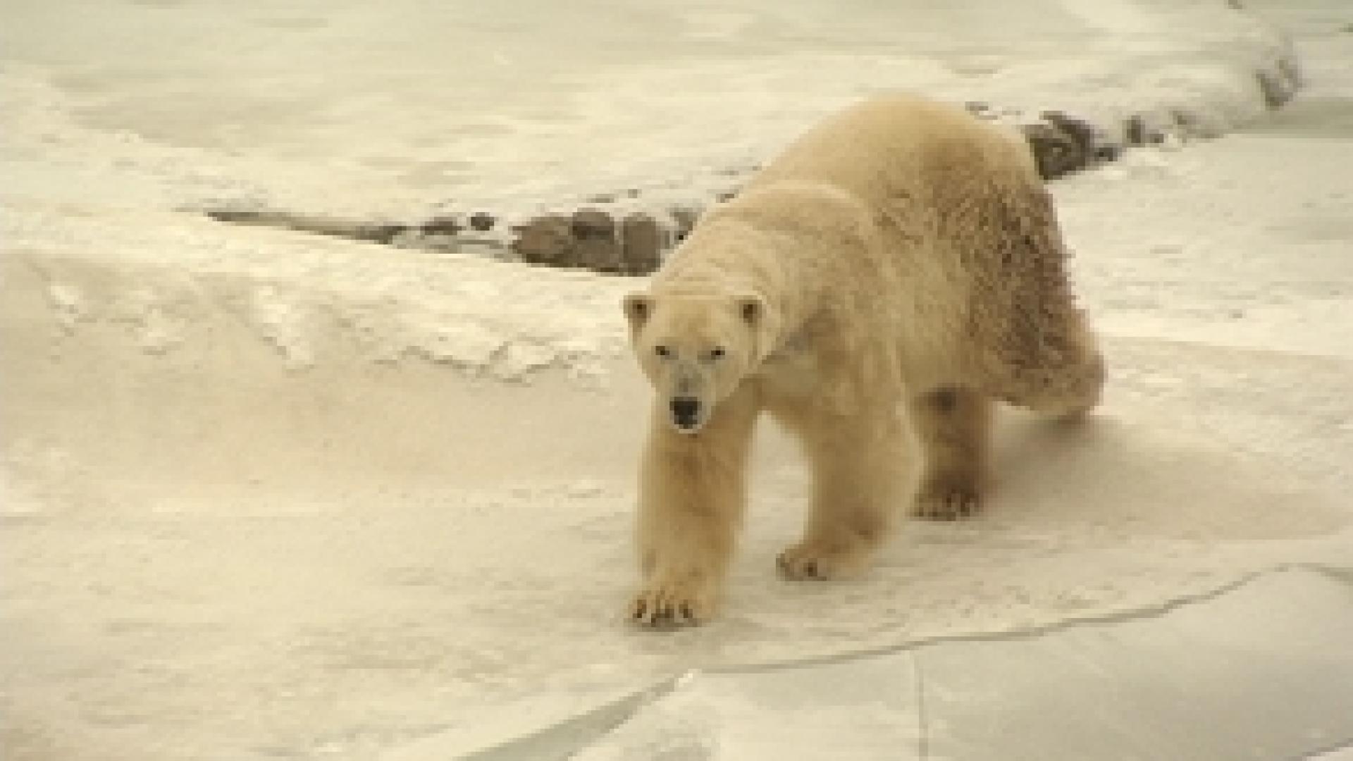 Froid au monde sauvage