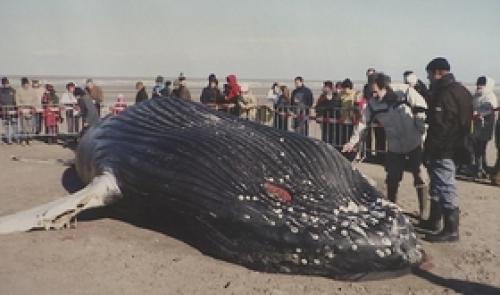Quand les baleines se trompent de route