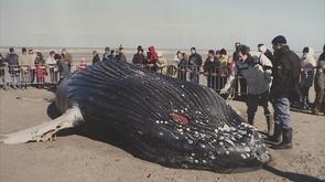 Quand les baleines se trompent de route