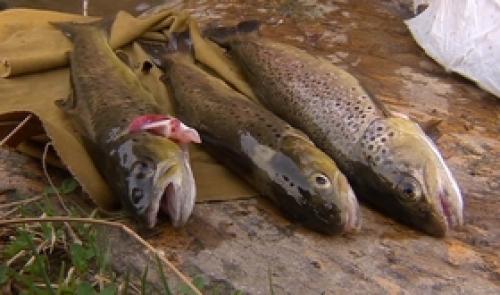 Ouverture de la pêche à la truite