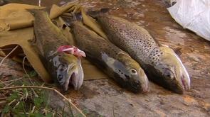 Ouverture de la pêche à la truite