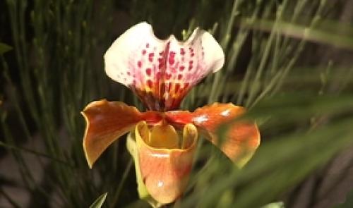 Expo orchidées