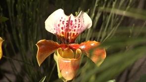 Expo orchidées
