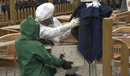 Un essaim d'abeilles égaré à Huy