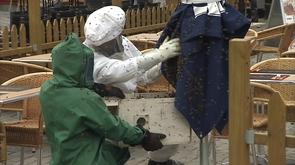 Un essaim d'abeilles égaré à Huy