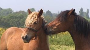 Une maladie rare tue un cheval à Saint-Georges