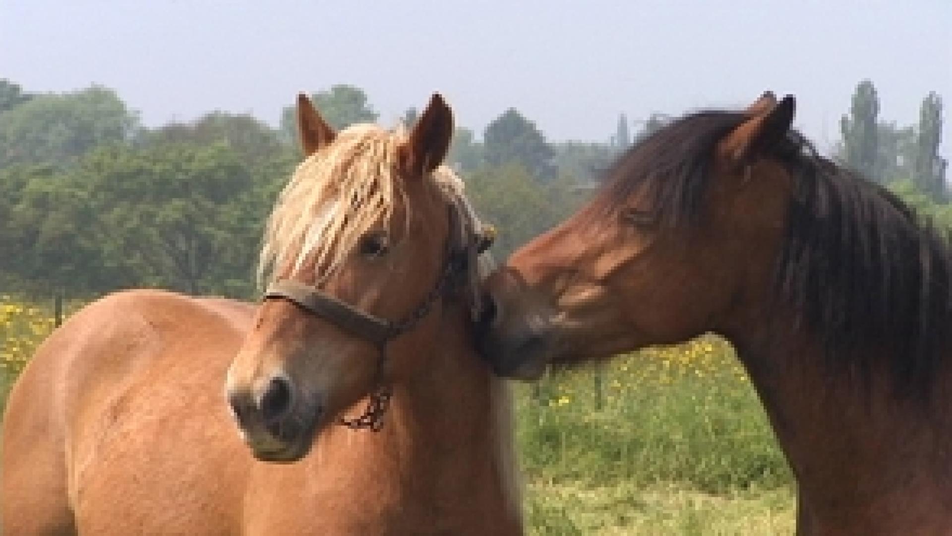 Une maladie rare tue un cheval à Saint-Georges